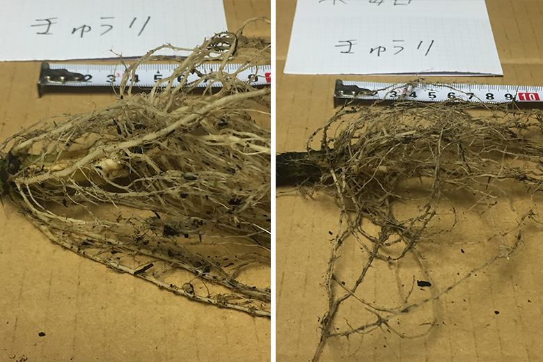 Root Growth Comparison (cucumber)