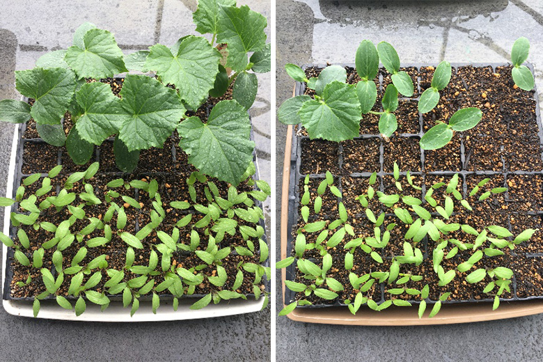 Growth Comparison of seedlings (cucumber, eggplant)